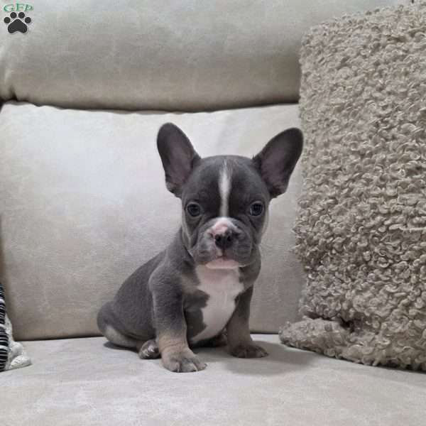Frankie, French Bulldog Puppy